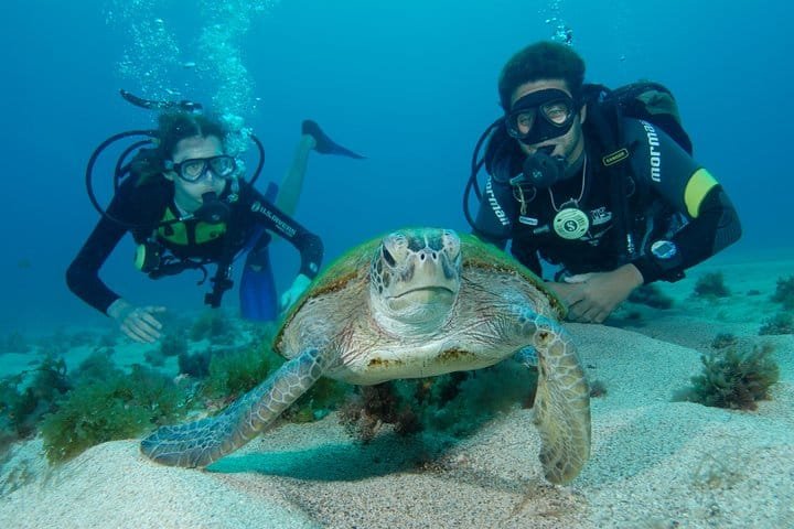 Mergulhadores com uma tartaruga marinha durante mergulho de cilindro em Noronha