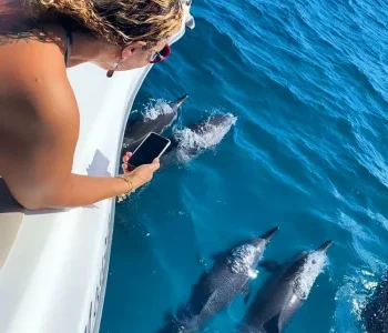 Golfinhos no Passeio privativo de Lancha Vida Mansa em Fernando de Noronha