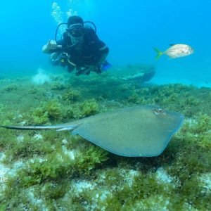 Raia durante mergulho de cilindro em Fernando de Noronha